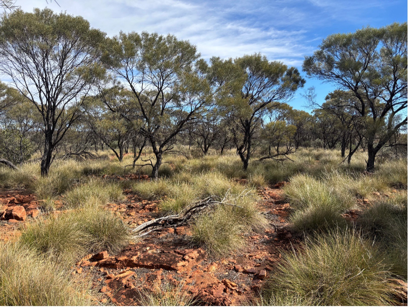 Remnant Mulga woodland demonstrating an area protected through disturbance avoidance planning.