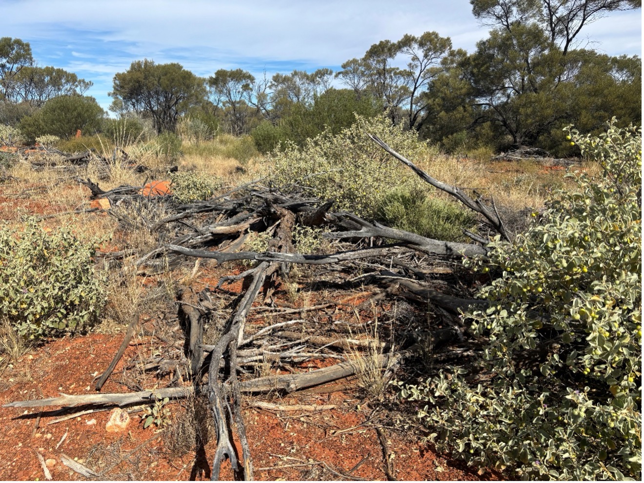 Woody debris reinstated during ecosystem restoration and rehabilitation works.